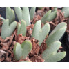 C.bilobum H4777 - Seed